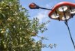 1 robotic and drone tech make fruit picking and handling easier.jpg
