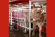 2 smarter dairy farms where robots milk the cows.jpg