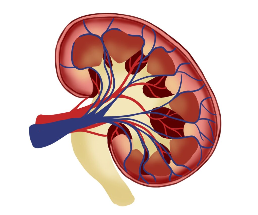 Kidney.jpg