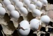 Skynews eggs su price 6881769.jpg