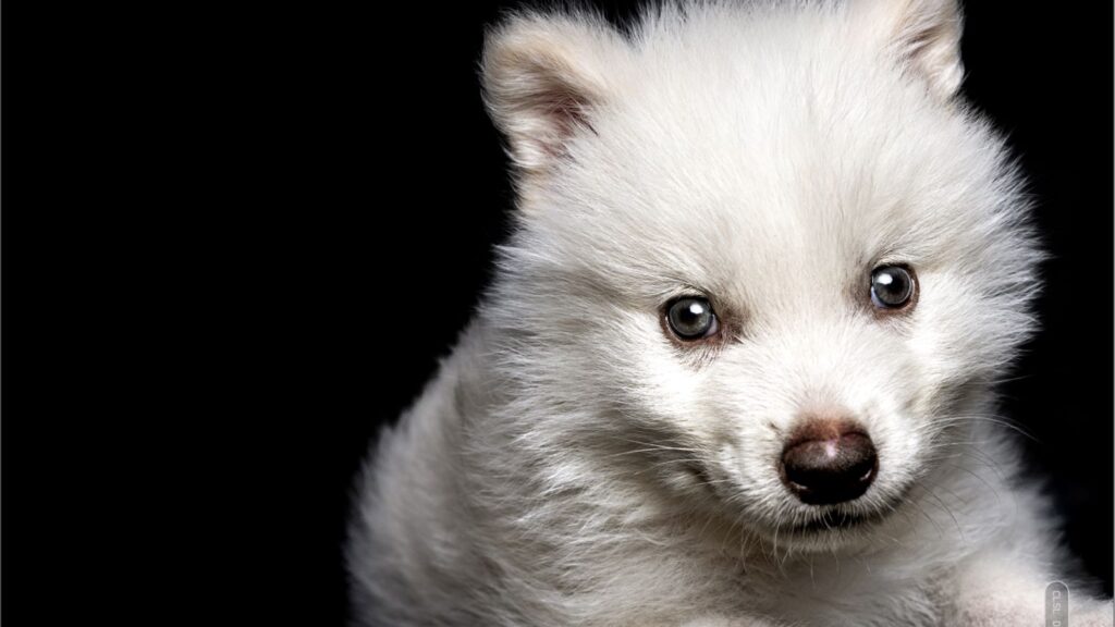 Skynews pup wolf 6879422.jpg