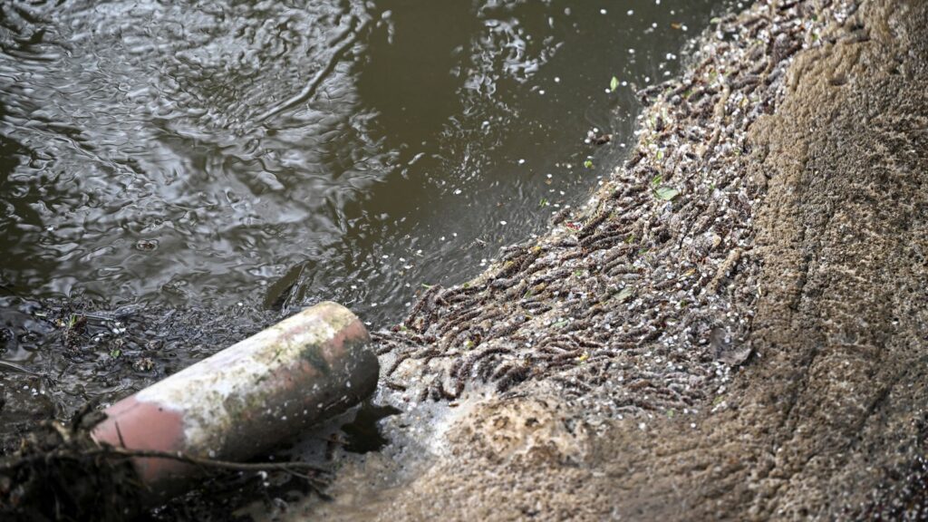 Skynews sewage spills thames 6505233.jpg