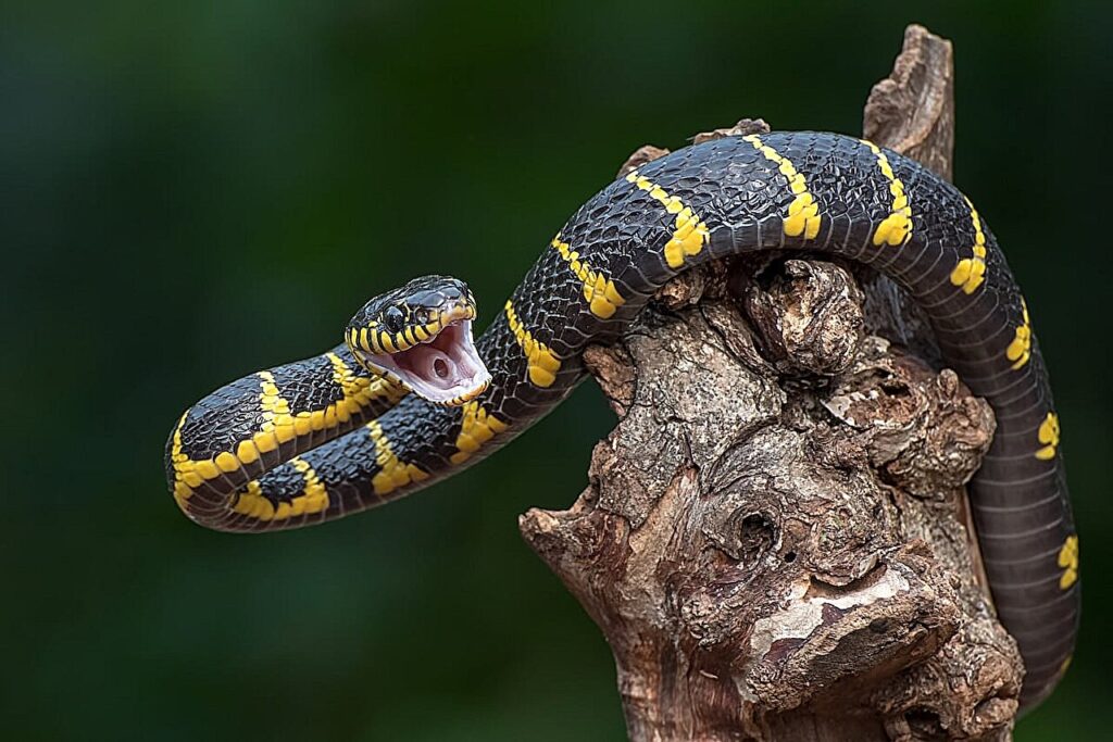 Man bitten by snakes 2.jpg