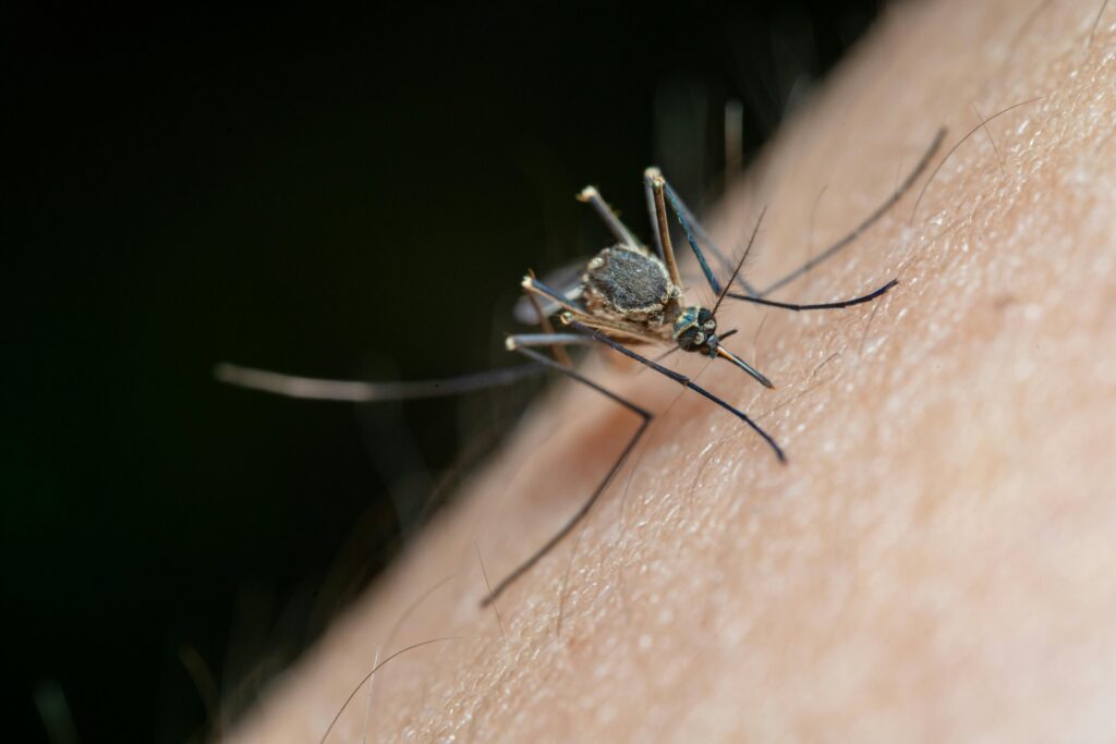 Mosquito.jpg