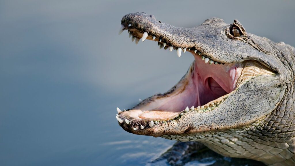 Skynews alligator florida 6908627.jpg
