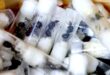 Skynews garden ants kenya nairobi 6887142.jpg