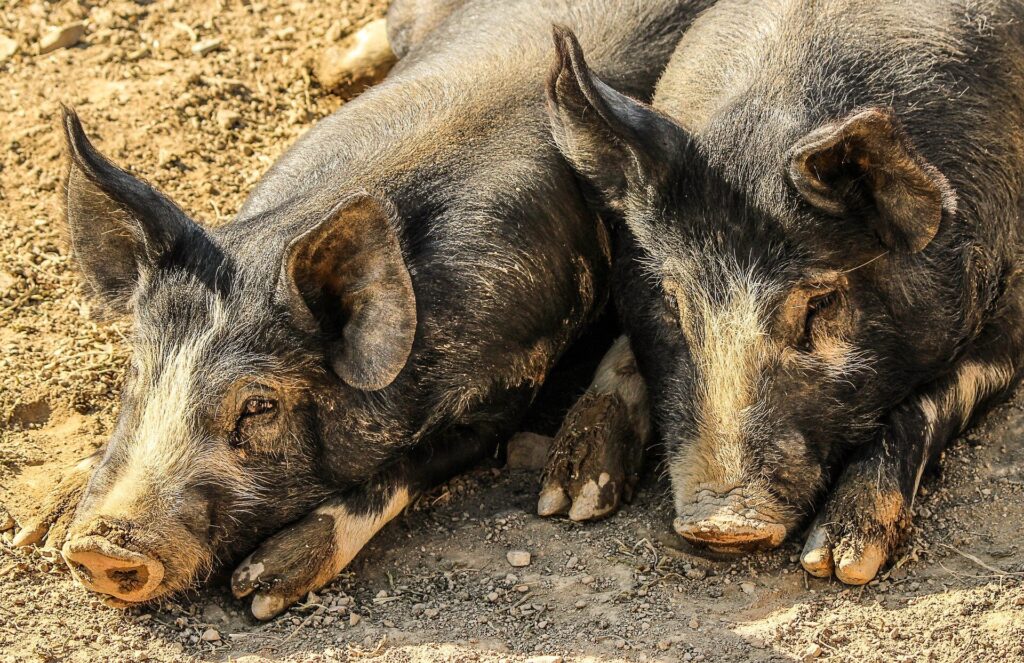 Swine fever.jpg
