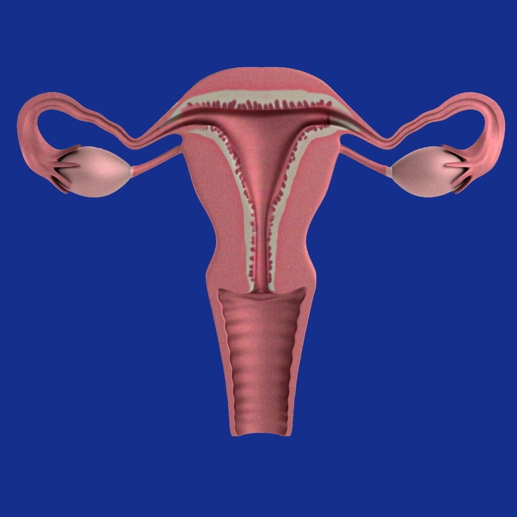 Uterus.jpg