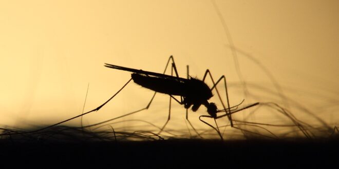 Mosquito.jpg