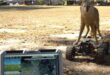 2 us army testing robot coyotes to prevent catastrophic bird strikes to airplanes.jpg