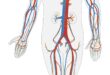 Human veins.jpg