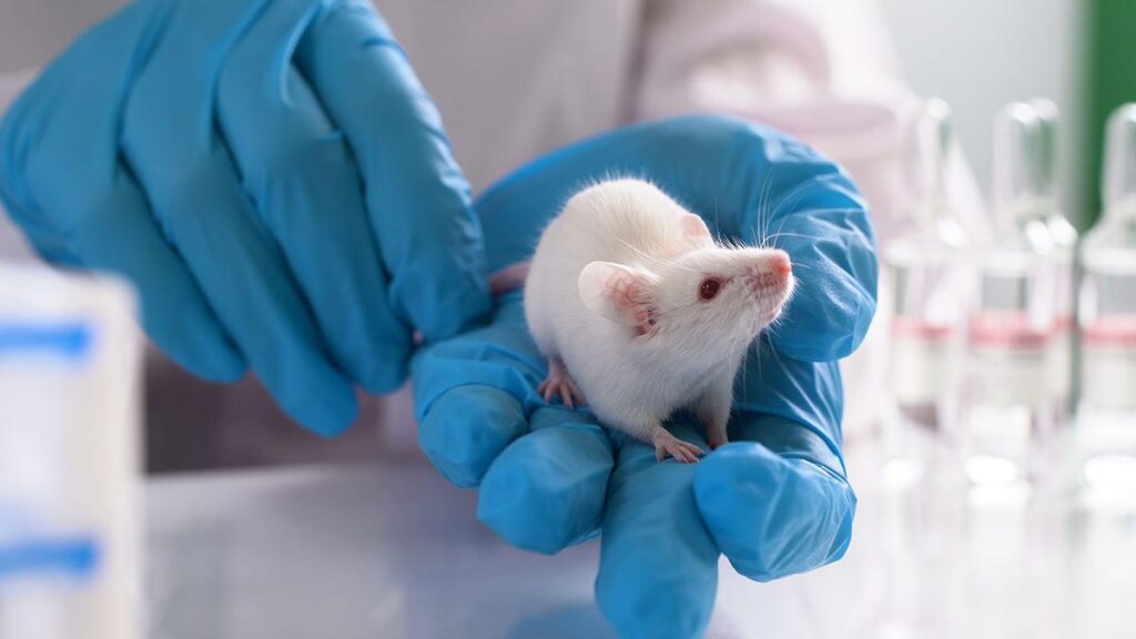 Lab mice istock.jpg