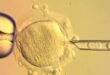 Skynews embryo mitochondrial 6966560.jpg
