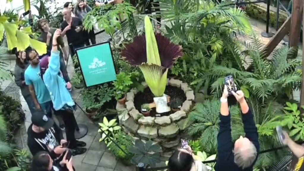 Skynews san francisco corpse flower 6961046.jpg