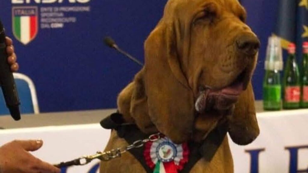 Skynews sniffer dog bruno 6959763.jpg