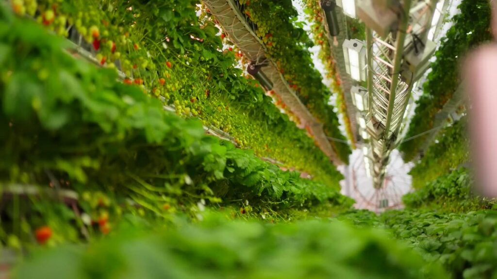 Vertical farm 2.jpg